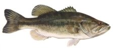 http://www.usbr.gov/mp/ccao/newmelones/images/activities_largemouth_bass.jpg