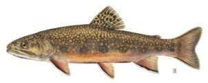 http://fish.dnr.cornell.edu/nyfish/Salmonidae/brook_trout.jpg