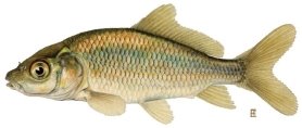 http://fish.dnr.cornell.edu/nyfish/Cyprinidae/common_carp.jpg