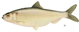 http://fish.dnr.cornell.edu/nyfish/Clupeidae/blueback_herring.jpg