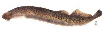 http://fish.dnr.cornell.edu/nyfish/Petromyzontidae/sea_lamprey.jpg