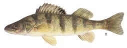 http://fish.dnr.cornell.edu/nyfish/Percidae/yellow_perch.jpg