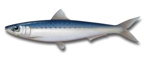 http://www.sustainablesushi.net/wp-content/uploads/2008/12/sardine.jpg