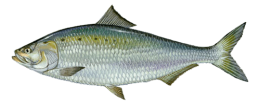 http://www.dnr.state.md.us/fisheries/fishfacts/image/shad.gif
