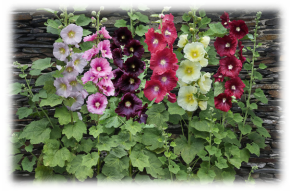 G:\ \мак\hollyhock-alcea-rosea-flowers-visionspictures.jpg