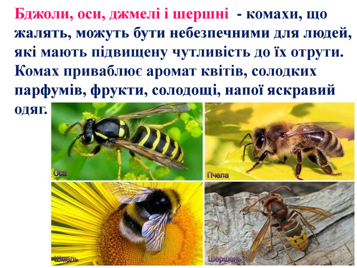 Бджоли, оси, джмелі і шершні - комахи, що жалять, можуть бути небезпечними для людей, які мають підвищену чутливість до їх отрути. Комах приваблює аромат квітів, солодких парфумів, фрукти, солодощі, напої яскравий одяг.