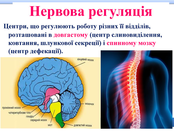 Нервова регуляція Центри, що регулюють роботу різних її відділів, розташовані в довгастому (центр слиновиділення, ковтання, шлункової секреції) і спинному мозку (центр дефекації).