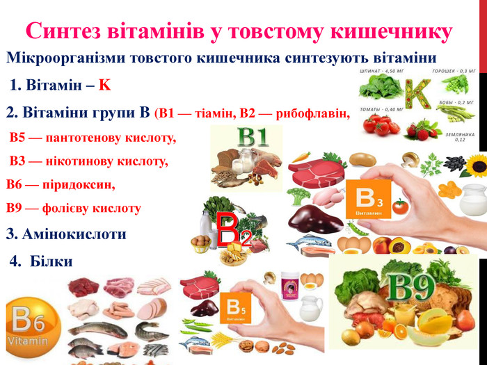 Синтез вітамінів у товстому кишечнику. Мікроорганізми товстого кишечника синтезують вітаміни 1. Вітамін – K 2. Вітаміни групи B (B1 — тіамін, B2 — рибофлавін, B5 — пантотенову кислоту, B3 — нікотинову кислоту, B6 — піридоксин, B9 — фолієву кислоту3. Амінокислоти 4. Білки