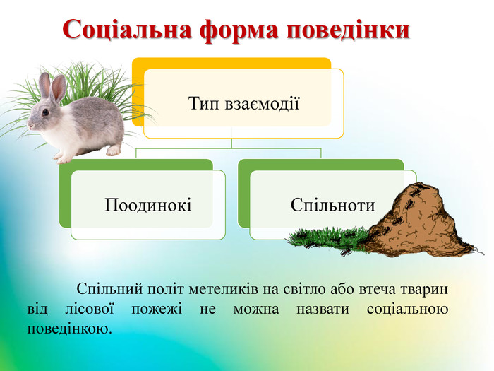 Благотворительные проекты примеры животных