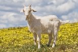 коза — Викисловарь