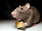 У Феськівці першокласника вкусила скажена миша
