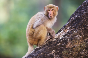 Possible Autism Biomarker Found in Monkeys - Scientific American