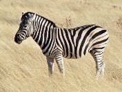 Файл:Common zebra 1.jpg — Википедия