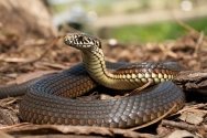 Змея (snake) #snake #змея #дача #отдых (With images) | Snake ...