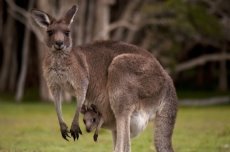 Ancient Kangaroo Teeth Reveal Australia's Tropical Past | Live Science