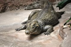 Crocodille du Nil - Picture of Zoo de La Palmyre, La Palmyre-Les ...