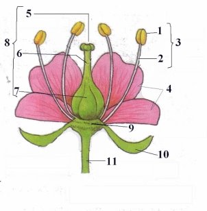 Номер картинки 4 для строение цветка. Только лучшие картинки для Вас