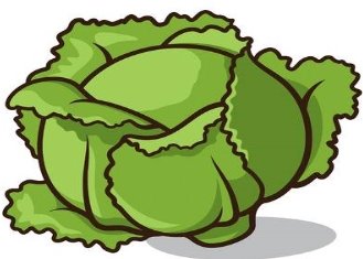 28072250-illustration-of-a-cabbage-isolated-on-a-white-background.jpg