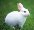 Картинки по запросу "white rabbit"