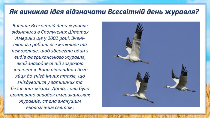 Вперше Всесвітній день журавля відзначили в Сполучених Штатах Америки ще у 2002 році. Вчені-екологи робили все можливе та неможливе, щоб зберегти один з видів американського журавля, який знаходився під загрозою зникнення. Вони підкладали його яйця до гнізд інших птахів, що гніздувалися у затишних та безпечних місцях. Дата, коли було врятовано виводок американських журавлів, стала значущим екологічним святом. Як виникла ідея відзначати Всесвітній день журавля?