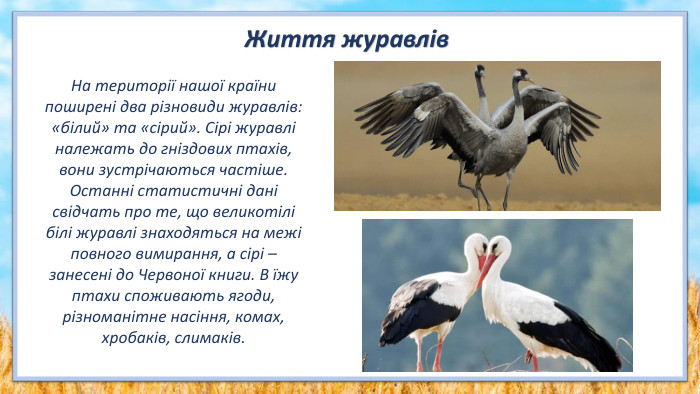 На території нашої країни поширені два різновиди журавлів: «білий» та «сірий». Сірі журавлі належать до гніздових птахів, вони зустрічаються частіше. Останні статистичні дані свідчать про те, що великотілі білі журавлі знаходяться на межі повного вимирання, а сірі – занесені до Червоної книги. В їжу птахи споживають ягоди, різноманітне насіння, комах, хробаків, слимаків. Життя журавлів