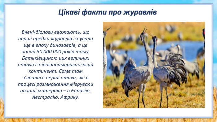 Вчені-біологи вважають, що перші предки журавлів існували ще в епоху динозаврів, а це понад 50 000 000 років тому. Батьківщиною цих величних птахів є північноамериканський континент. Саме там з’явилися перші птахи, які в процесі розмноження мігрували на інші материки – в Євразію, Австралію, Африку. Цікаві факти про журавлів