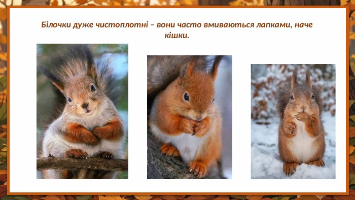 Білочки дуже чистоплотні – вони часто вмиваються лапками, наче кішки.