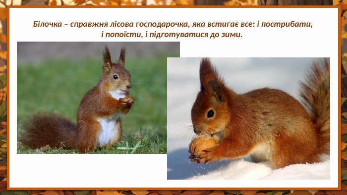 Білочка – справжня лісова господарочка, яка встигає все: і пострибати, і попоїсти, і підготуватися до зими. 