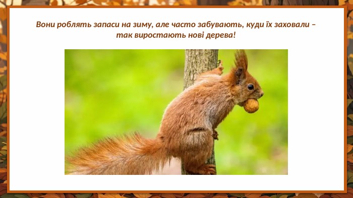 Вони роблять запаси на зиму, але часто забувають, куди їх заховали – так виростають нові дерева!