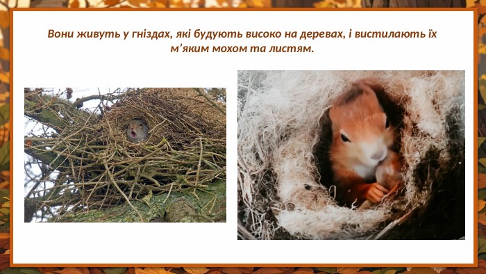 Вони живуть у гніздах, які будують високо на деревах, і вистилають їх м’яким мохом та листям.