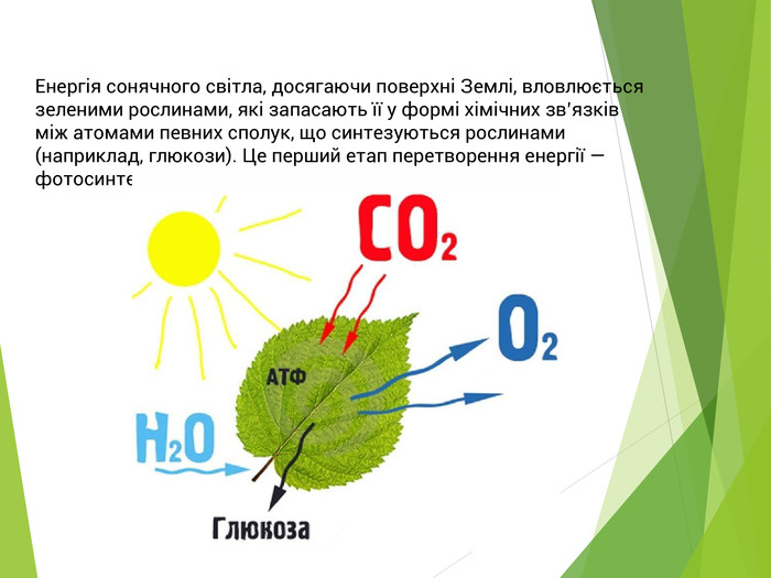 Енергія сонячного світла, досягаючи поверхні Землі, вловлюється зеленими рослинами, які запасають її у формі хімічних зв’язків між атомами певних сполук, що синтезуються рослинами (наприклад, глюкози). Це перший етап перетворення енергії — фотосинтез. 