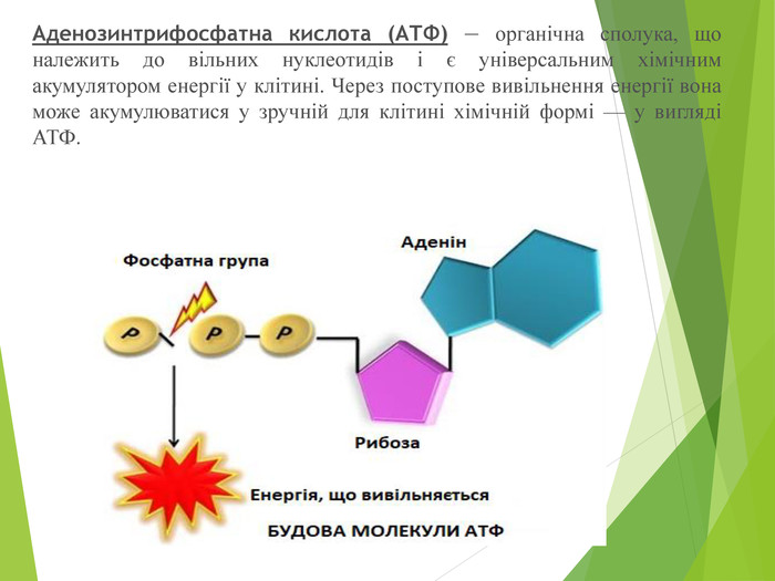 Аденозинтрифосфатна кислота (АТФ) — органічна сполука, що належить до вільних нуклеотидів і є універсальним хімічним акумулятором енергії у клітині. Через поступове вивільнення енергії вона може акумулюватися у зручній для клітині хімічній формі — у вигляді АТФ.