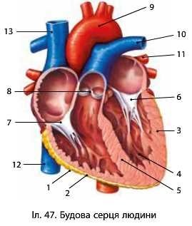 Картинки по запросу будова серця малюнок