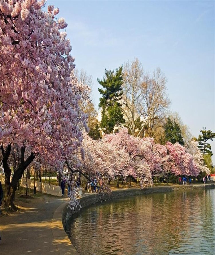 Sakura--yaponska-vishnya-.jpg