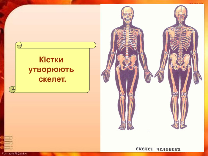 Кістки  утворюють  скелет. 