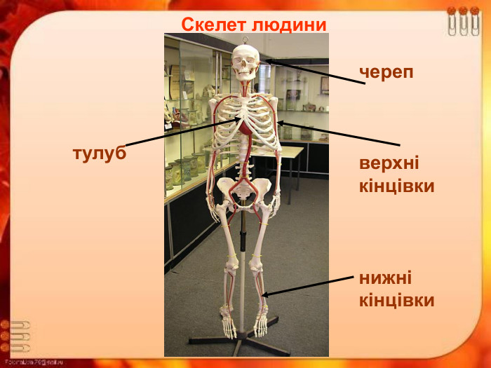 Скелет людини череп    верхні кінцівки    нижні кінцівки тулуб 