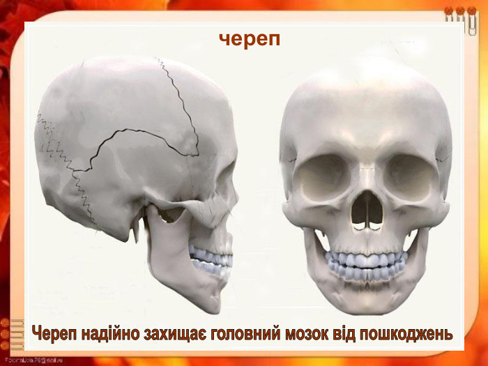 череп 
