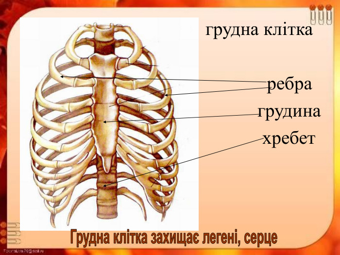 грудна клітка               ребра            грудина             хребет 