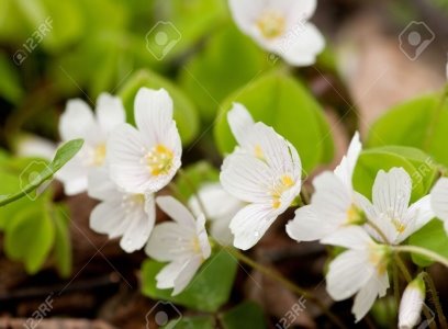 http://previews.123rf.com/images/klaudiafj/klaudiafj1207/klaudiafj120700042/14518505-Common-wood-sorrel-is-a-plant-similar-to-clover-It-has-a-beautiful-delicate-little-flowers--Stock-Photo.jpg