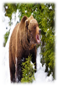 https://st4.depositphotos.com/1008657/24082/i/450/depositphotos_240826226-stock-photo-wild-brown-bear-winter-forest.jpg