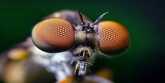 как видят мир насекомые