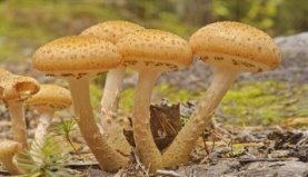 Українські загадки про гриби з фотовідповідями