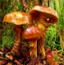 Загадки про їстівні гриби