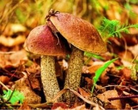 Загадки про їстівні гриби