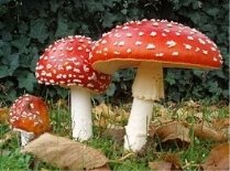 Загадки про отруйні i паразитичнi гриби