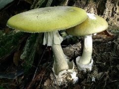 Як не отруїтися грибами — БЦ News