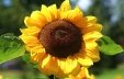 https://c.pxhere.com/photos/a9/aa/sun_flower_yellow_blossom_bloom_flower_summer_nature_close-539806.jpg!d