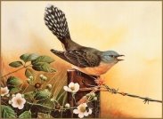 Картинки по запросу зозуля птица