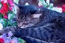 Картинки по запросу кіт спить під деревом