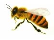 Картинки по запросу бджола малюнок